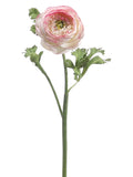 Pink Cream