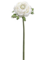20" Ranunculus Spray  Cream Burgundy (pack of 12)