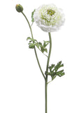 Cream Green