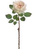 Vanilla