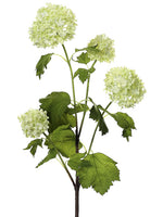 Cream Green