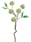 Cream Green