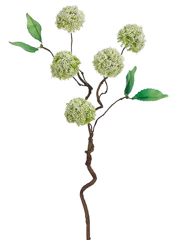 Cream Green