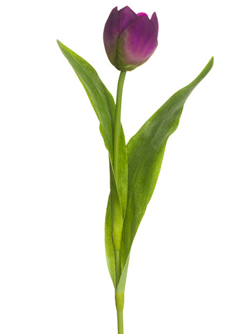 Eggplant