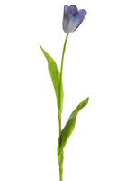 Lavender Purple