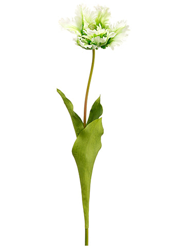 27" Open Parrot Tulip Spray  White Green (pack of 12)