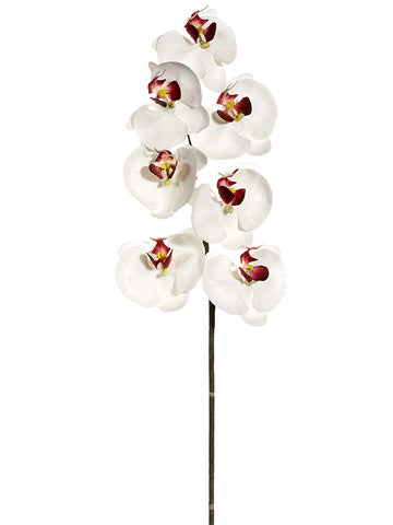 36" Large Phalaenopsis Orchid Spray with 7 Flowers Burgundy Cream (pack of 6)