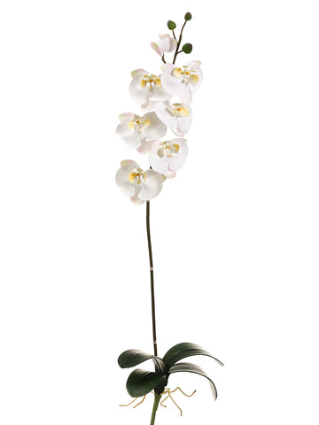 35" Phalaenopsis Orchid Spray with 7 Flowers and 3 Buds (with Pink Brush) Cream White (pack of 6)