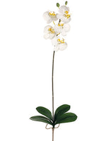 33" Medium Phalaenopsis Orchid Spray with 5 Flowers and 2 Buds White Yellow (pack of 6)