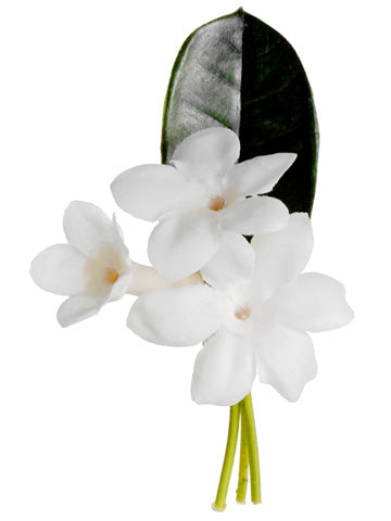 4" Stephanotis Boutonniere  White (pack of 12)