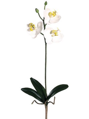 22" Mini Phalaenopsis Orchid Spray w/3 Flw. & 2 Buds White Yellow (pack of 6)
