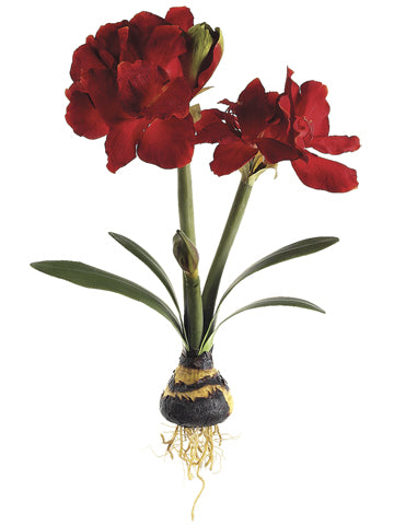 24" Amaryllis Plant x3 w/Bulb  Red (pack of 4)