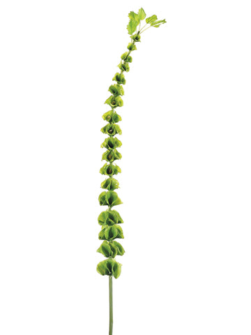 39" Bells of Ireland Spray  Green (pack of 6)