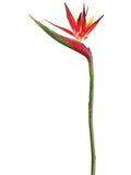 Red Orange