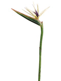 White Green