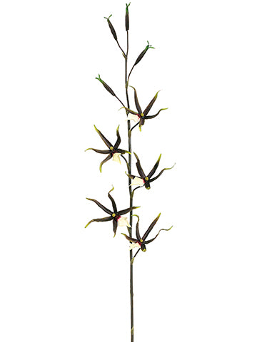 39" Spider Orchid Spray  Black Yellow (pack of 12)