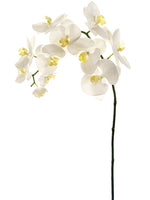38" Phalaenopsis Orchid Spray  Cream Yellow (pack of 4)