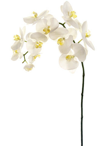 38" Phalaenopsis Orchid Spray  Cream Yellow (pack of 4)