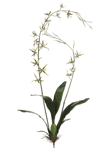 52" Brassia Orchid Plant  Green (pack of 4)