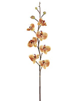 37.5" Sunset Phalaenopsis Orchid Spray Apricot (pack of 6)