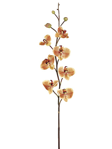 37.5" Sunset Phalaenopsis Orchid Spray Apricot (pack of 6)