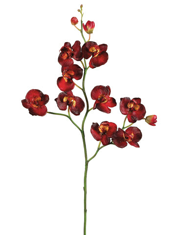25" Phalaenopsis Orchid Spray  Burgundy (pack of 12)