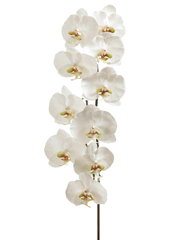 53" Phalaenopsis Orchid Stem with 10 Flowers White Green (pack of 4)