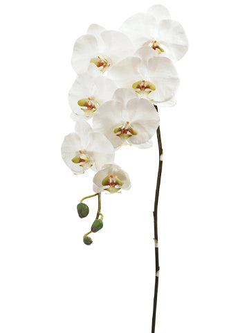45" Phalaenopsis Orchid Spray with 7 Flowers and 3 Buds Cream Green (pack of 4)