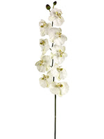 53" Phalaenopsis Spray with 9 Flowers and 2 Buds Cream Green (pack of 4)