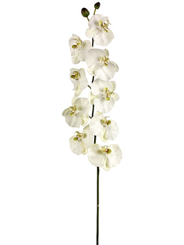 53" Phalaenopsis Spray with 9 Flowers and 2 Buds Cream Green (pack of 4)