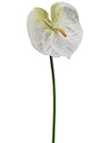 Cream White