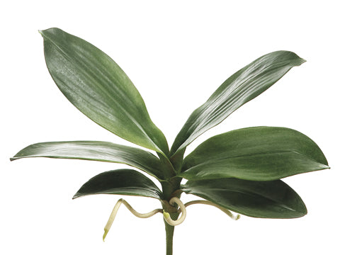 8" Phalaenopsis Orchid Leaf Spray x6 with Roots Green (pack of 12)