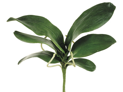 15" Large Phalaenopsis Orchid Leaf Spray with 6 Leaves and 4 Roots Green (pack of 6)