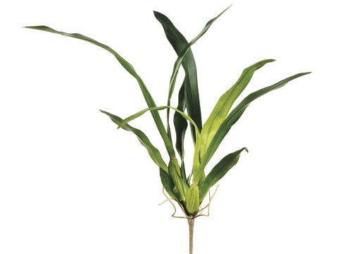 19" Oncidium Orchid Leaf Plant with 13 Leaves and 5 Roots Green (pack of 12)