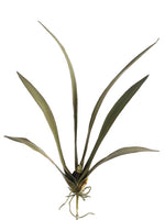 Green Rust