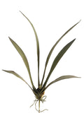 Green Rust