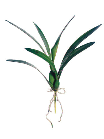 18" Dancing Orchid Leaf Plant  Green (pack of 12)