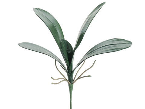 14" Phalaenopsis Orchid Leaf Spray Green (pack of 12)