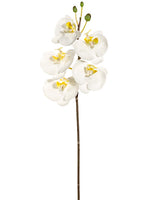 Cream White