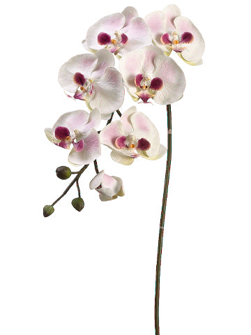 Cream Mauve