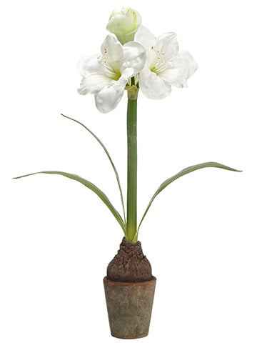 25" Amaryllis With Bulb in Terra Cotta Pot White Green (pack of 4)