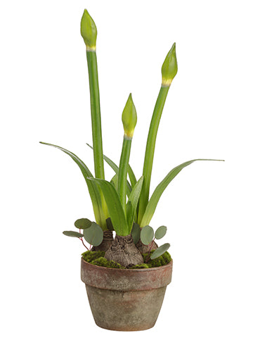 28.5" Amaryllis Bud With Bulb in Terra Cotta Pot Green (pack of 4)
