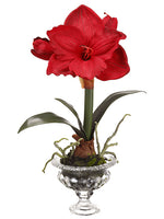17" Amaryllis in Glass Vase With Moss Red (pack of 6)
