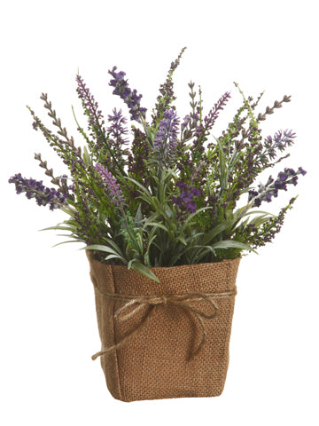 12" Lavender in Burlap Pot  Violet (pack of 6)