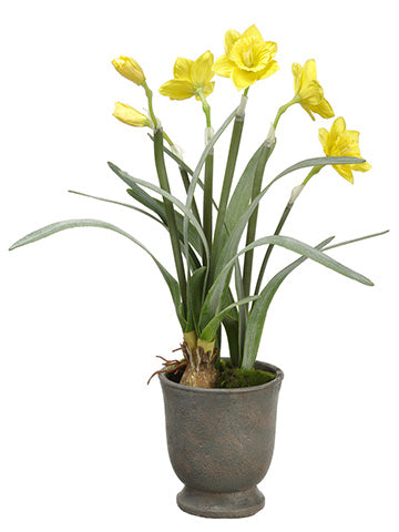 22.5" Daffodil in Cement Urn  Yellow (pack of 4)