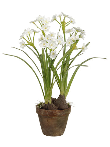 19" Daffodil With Bulb in Terra Cotta Pot White (pack of 4)