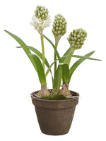 15.5" Hyacinth With Bulb in Terra Cotta Pot White Green (pack of 4)