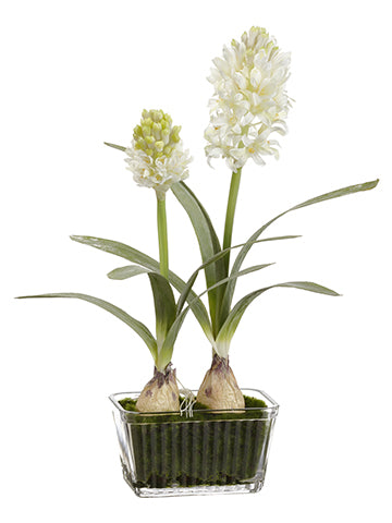 16.5" Hyacinth in Glass Vase  White (pack of 6)