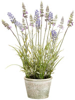 15.5" Lavender in Paper Mache Pot Lavender (pack of 6)