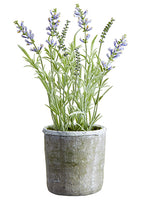 16" Lavender in Mgo Pot  Lavender (pack of 1)